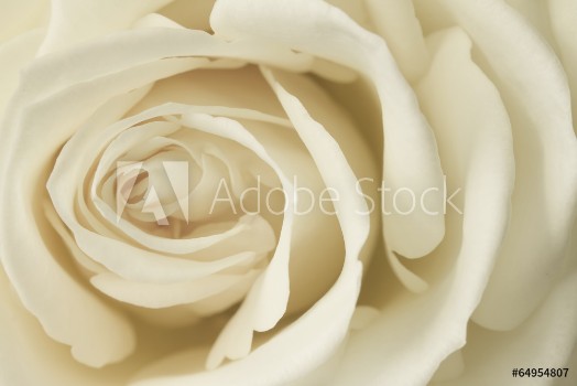 Picture of Close up image of cream rose